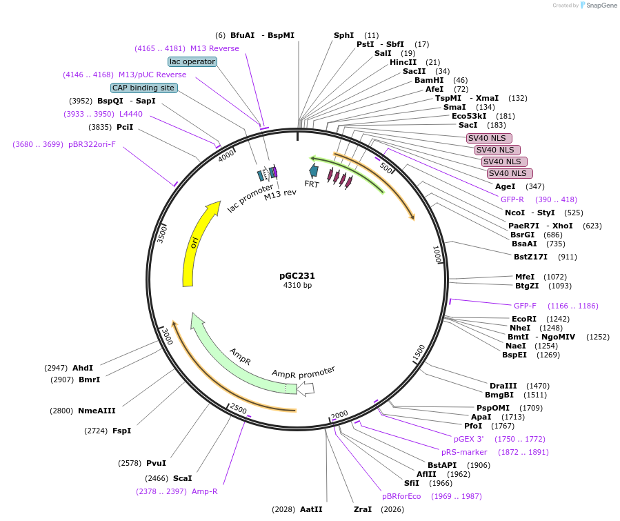 19644-plasmid-map-sequence-id-9276