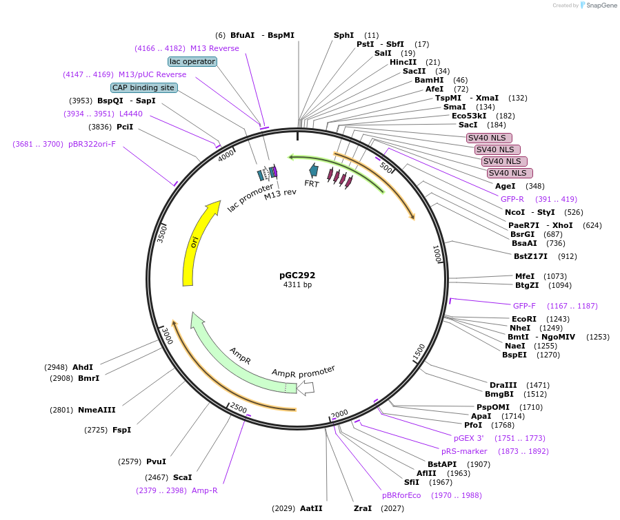19645-plasmid-map-sequence-id-9277