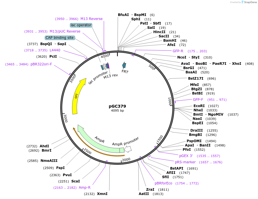 19647-plasmid-map-sequence-id-9279