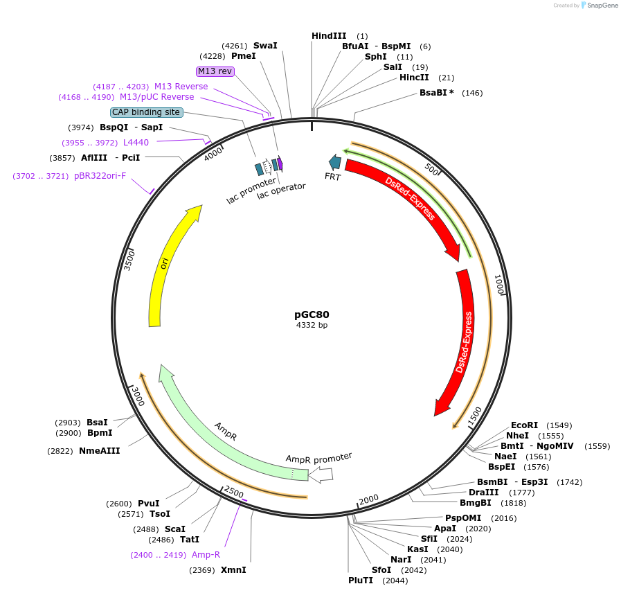 19648-plasmid-map-sequence-id-9280