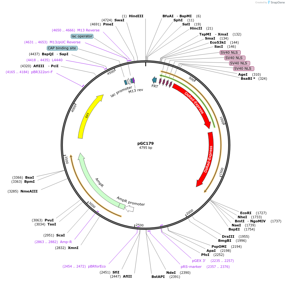 19649-plasmid-map-sequence-id-9281
