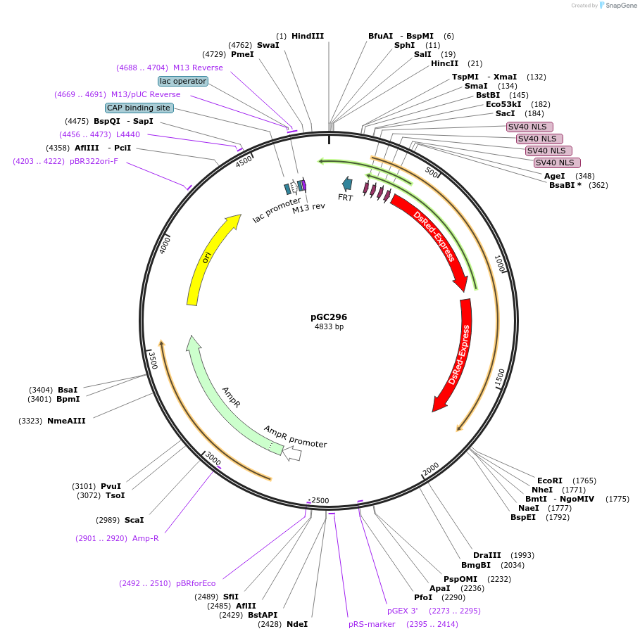 19651-plasmid-map-sequence-id-9283