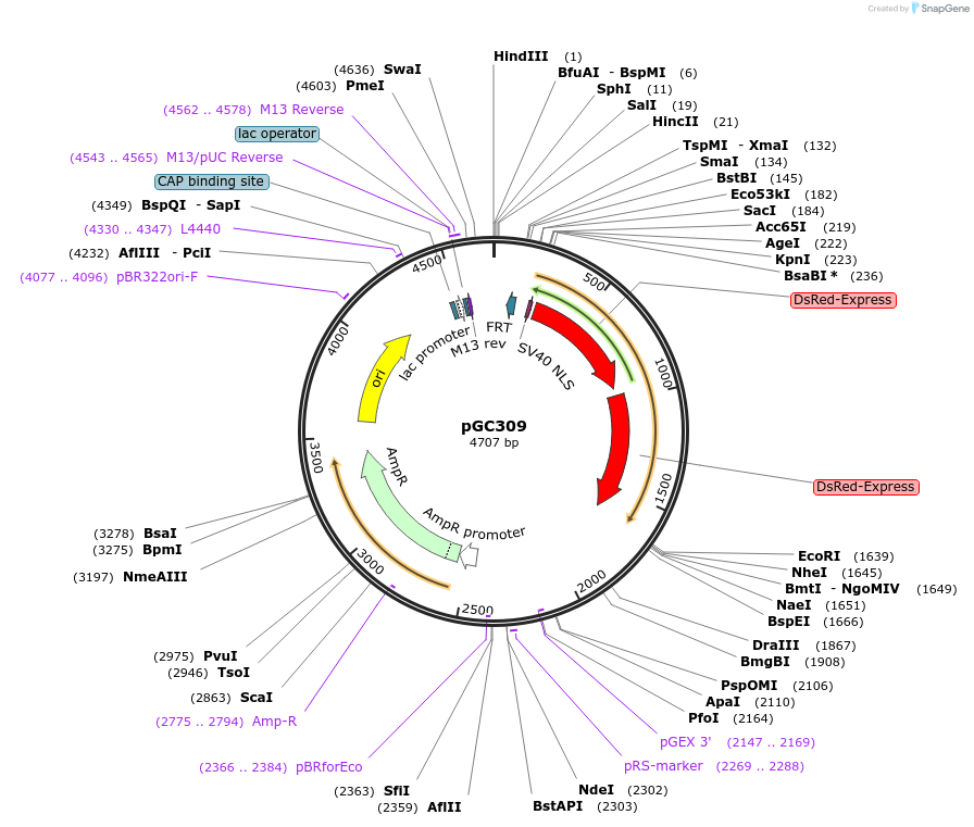 19652-plasmid-map-sequence-id-9284