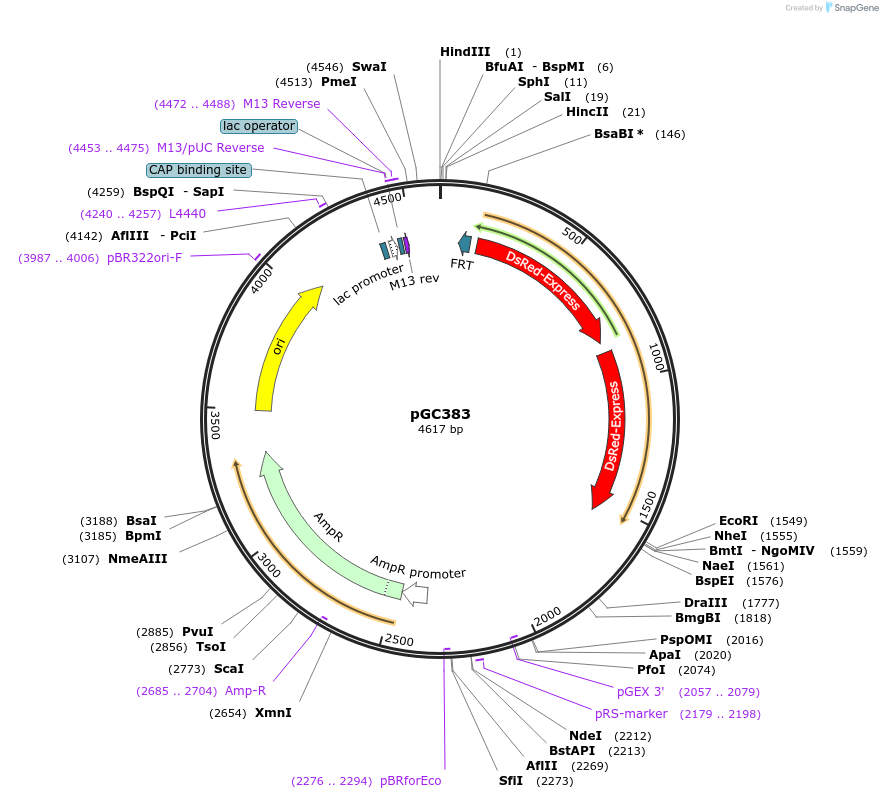19653-plasmid-map-sequence-id-9285