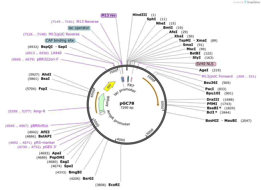 19654-plasmid-map-sequence-id-9286