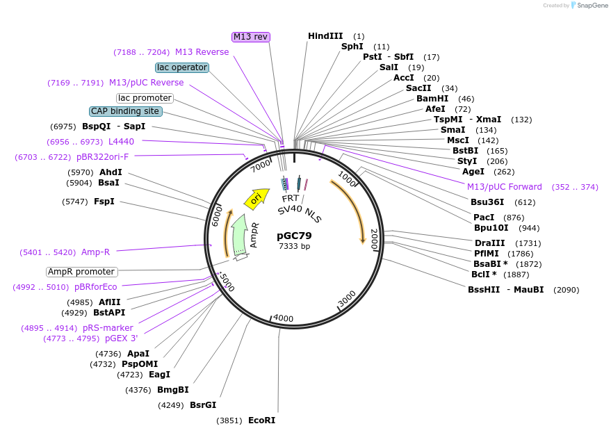 19655-plasmid-map-sequence-id-9287