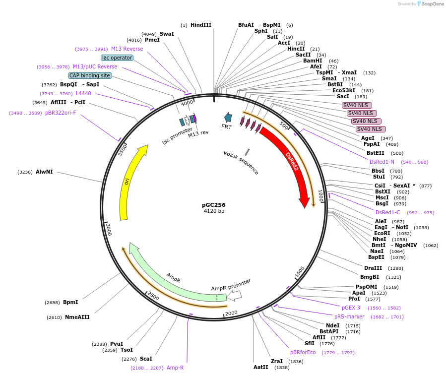 19656-plasmid-map-sequence-id-9288