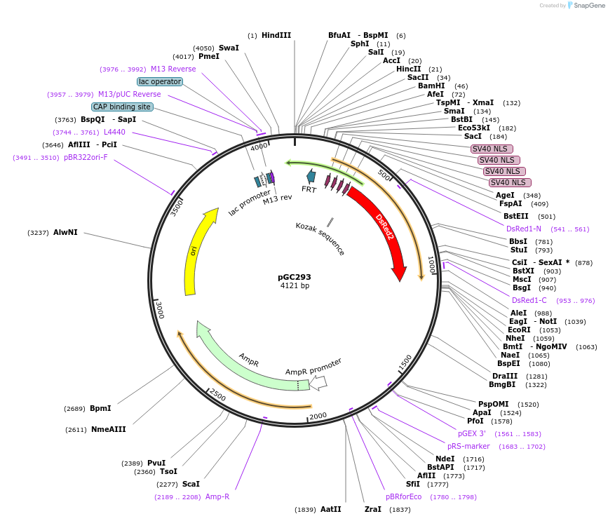 19657-plasmid-map-sequence-id-9289
