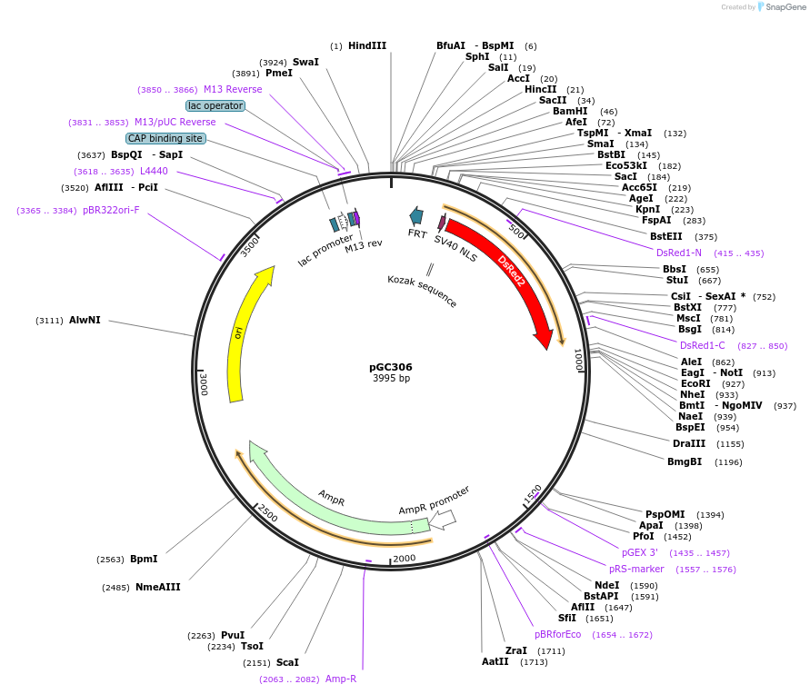 19658-plasmid-map-sequence-id-9290