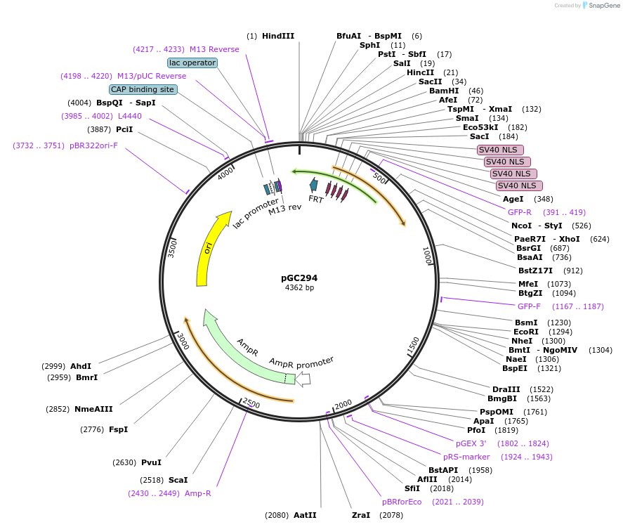 19661-plasmid-map-sequence-id-9293