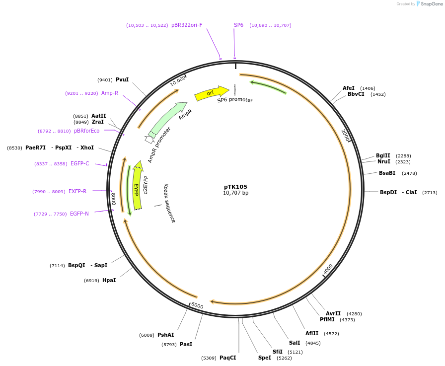 59562-plasmid-map-sequence-id-92967
