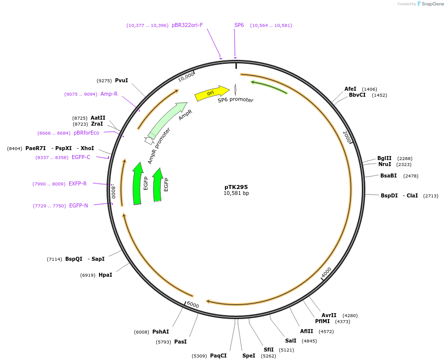 59564-plasmid-map-sequence-id-92969
