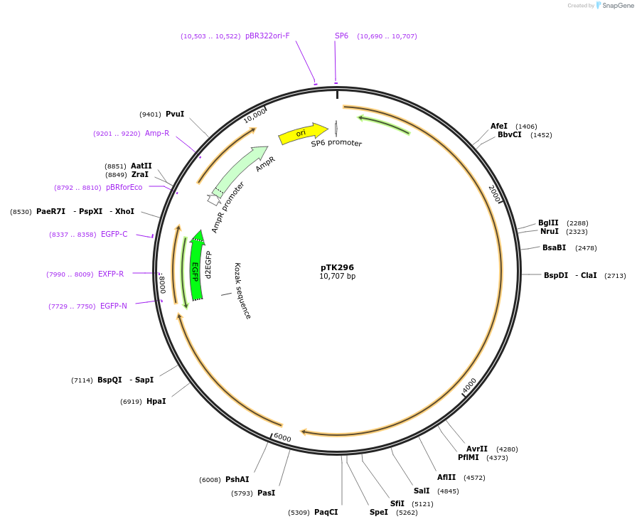 59565-plasmid-map-sequence-id-92970