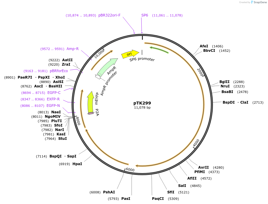 59568-plasmid-map-sequence-id-92973