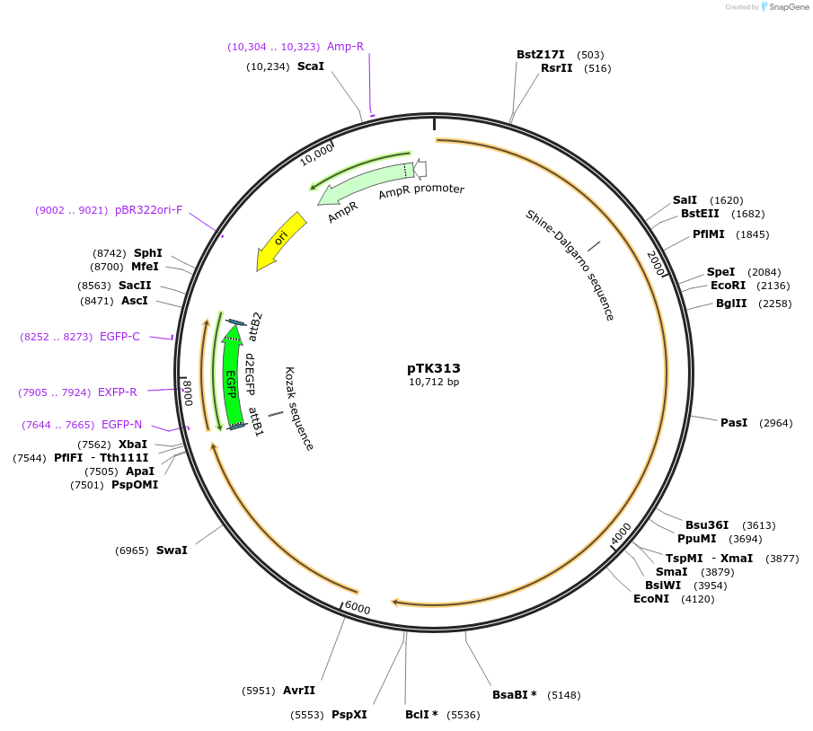 59570-plasmid-map-sequence-id-92975