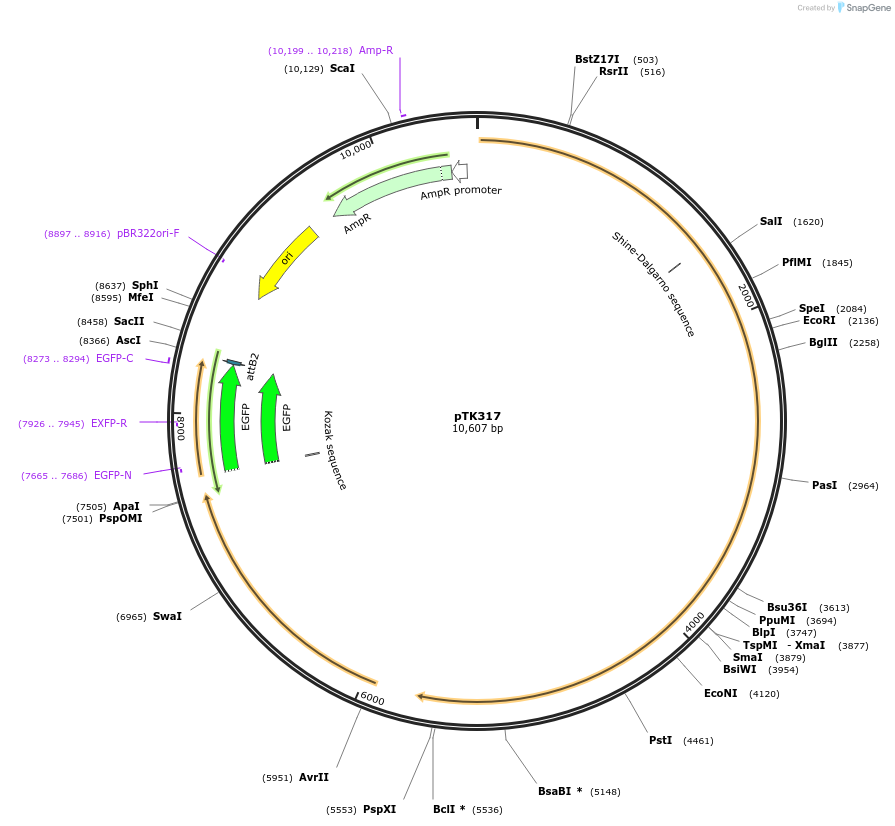 59571-plasmid-map-sequence-id-92976