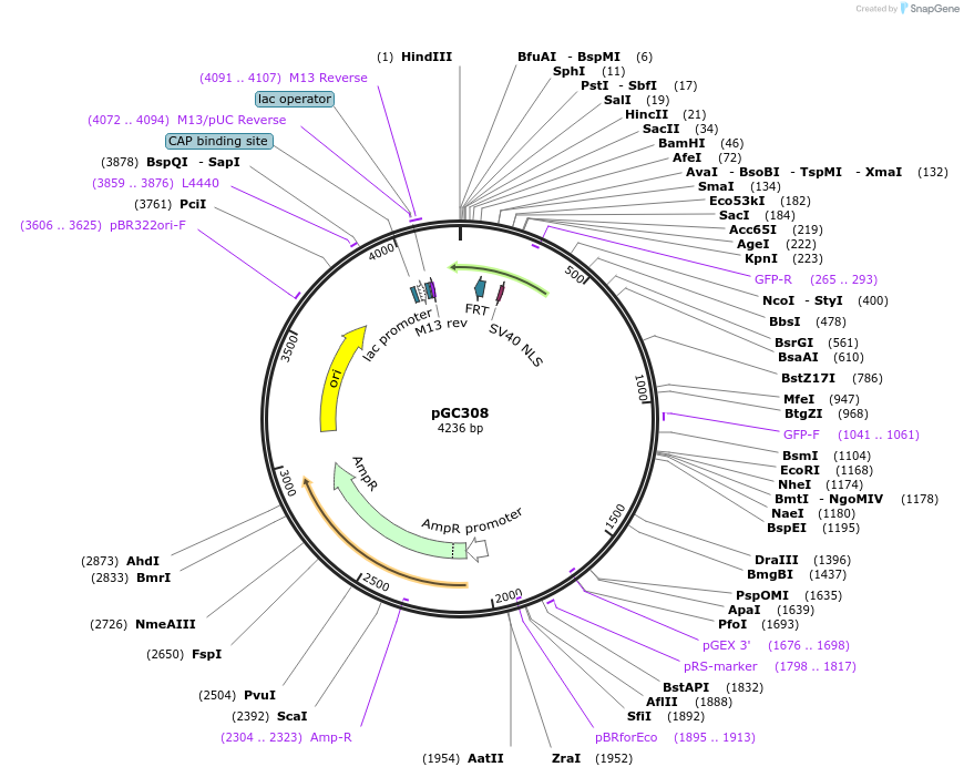 19666-plasmid-map-sequence-id-9298