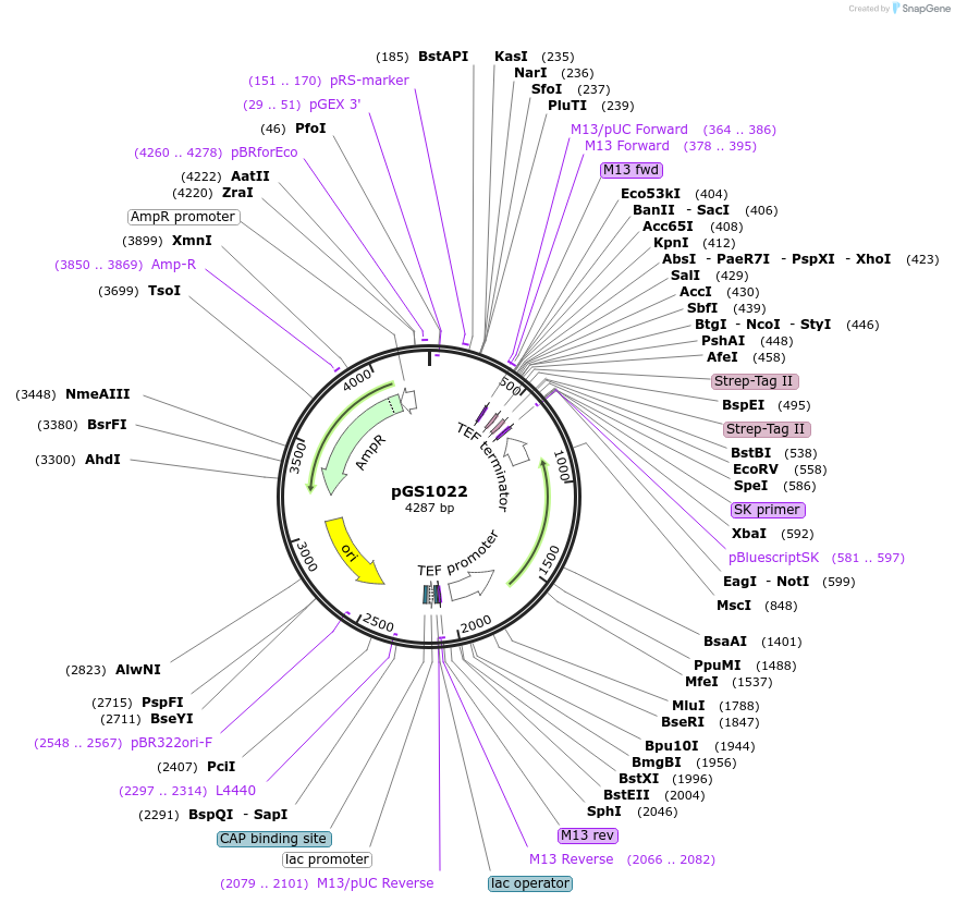 59576-plasmid-map-sequence-id-92983