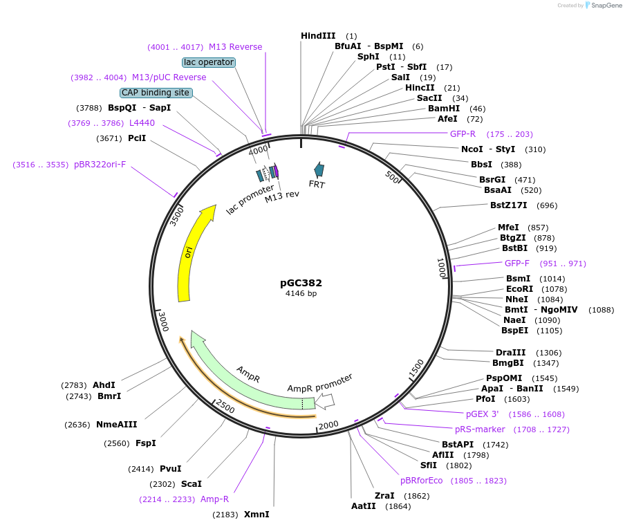 19667-plasmid-map-sequence-id-9299