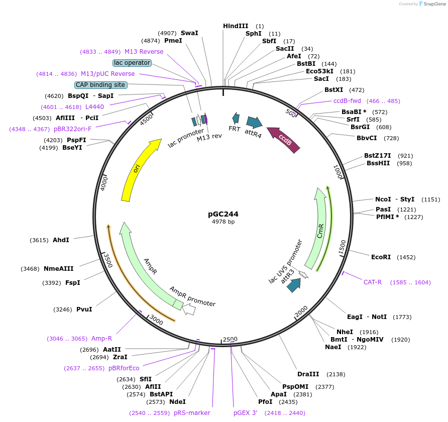 19672-plasmid-map-sequence-id-9304