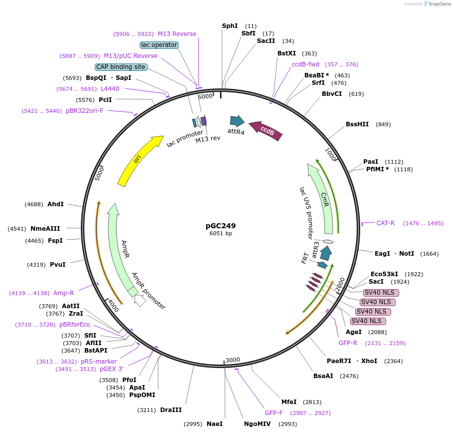 19676-plasmid-map-sequence-id-9308