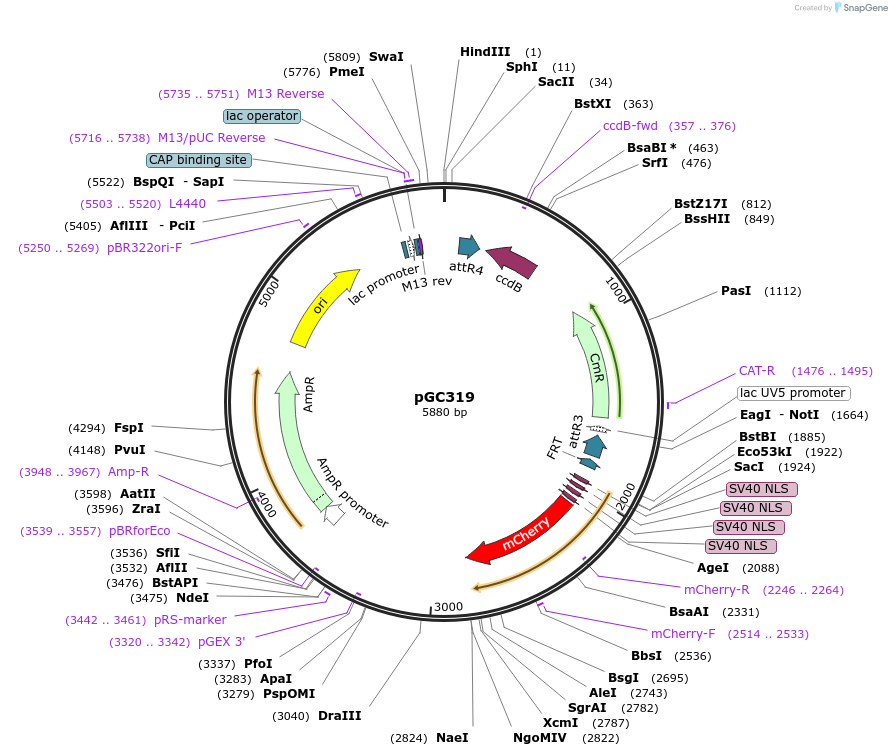 19677-plasmid-map-sequence-id-9309