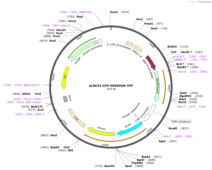 59587-plasmid-map-sequence-id-93099