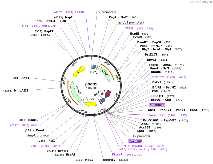 19678-plasmid-map-sequence-id-9310