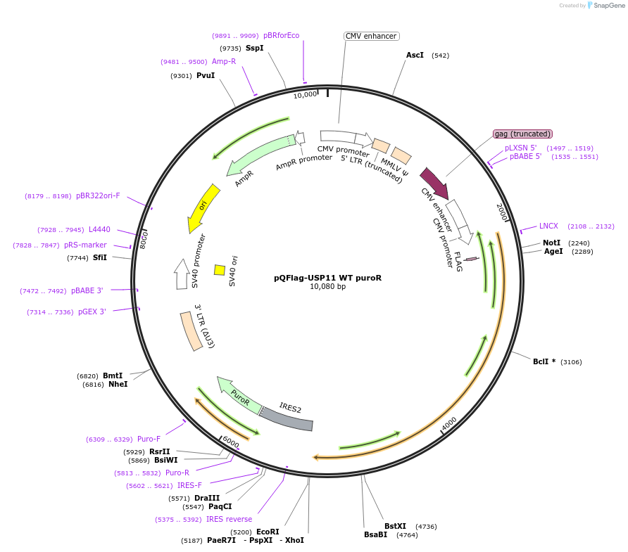 46747-plasmid-map-sequence-id-93104