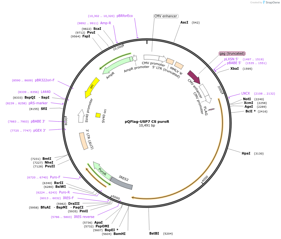 46752-plasmid-map-sequence-id-93108
