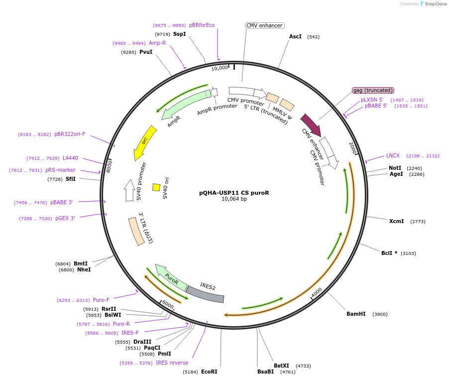 46750-plasmid-map-sequence-id-93111