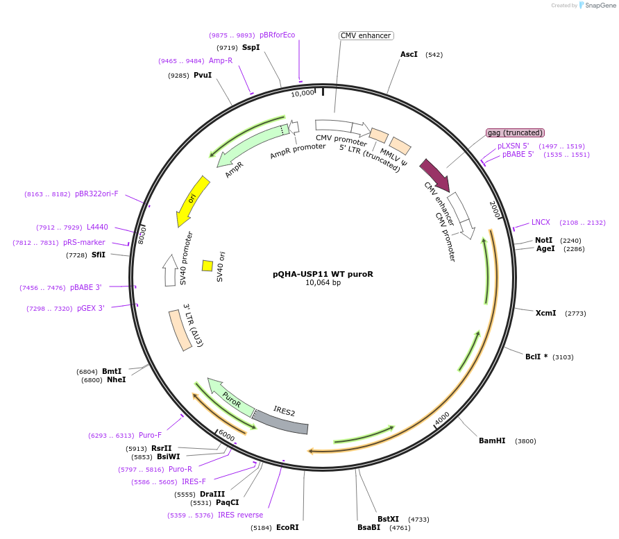 46749-plasmid-map-sequence-id-93112