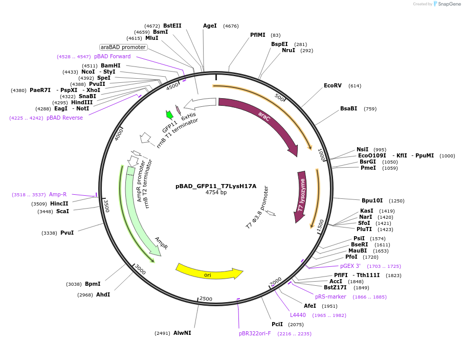 59591-plasmid-map-sequence-id-93127