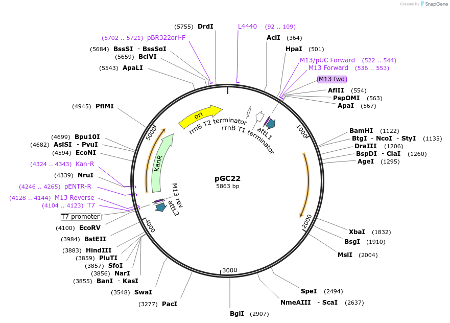 19681-plasmid-map-sequence-id-9313