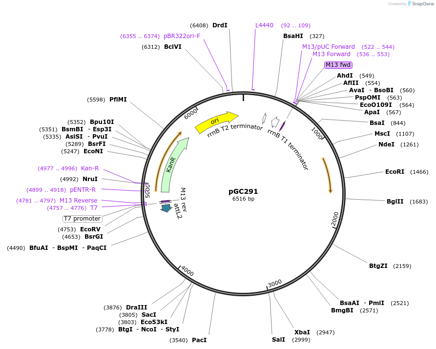 19684-plasmid-map-sequence-id-9316