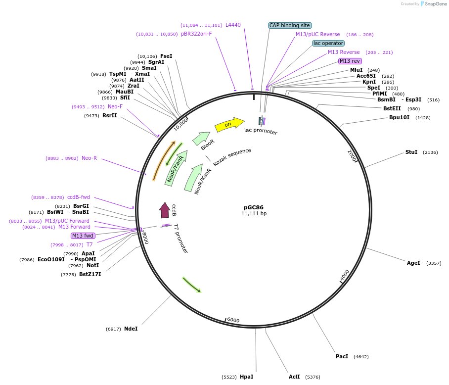 19690-plasmid-map-sequence-id-9322
