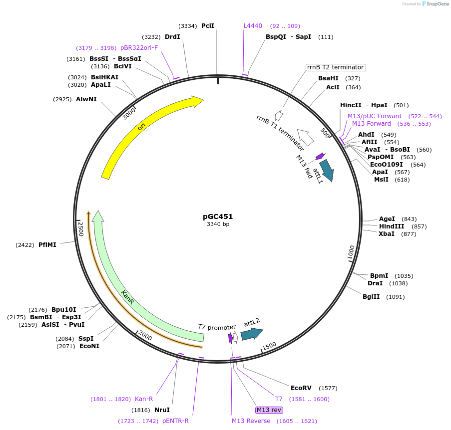 19692-plasmid-map-sequence-id-9324