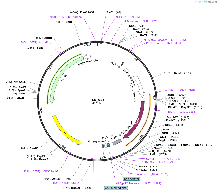 19693-plasmid-map-sequence-id-9325