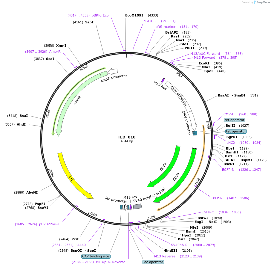 19696-plasmid-map-sequence-id-9327