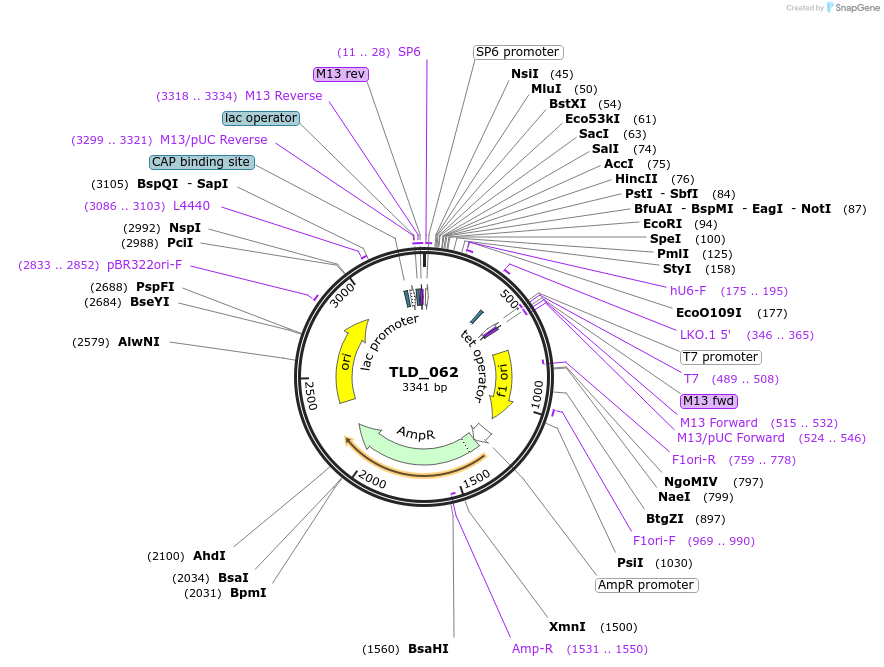 19698-plasmid-map-sequence-id-9329