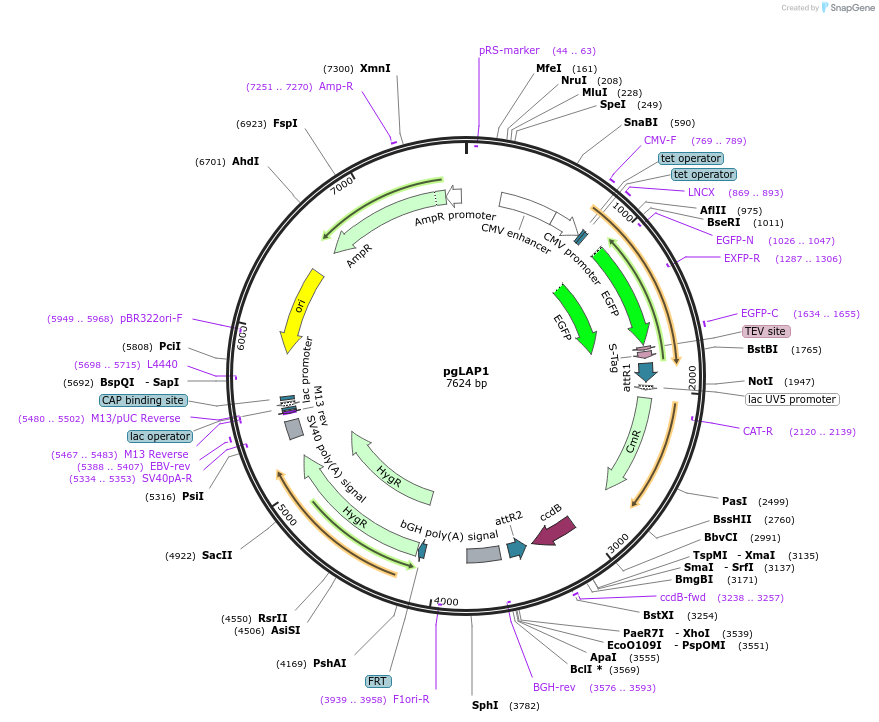 19702-plasmid-map-sequence-id-9330