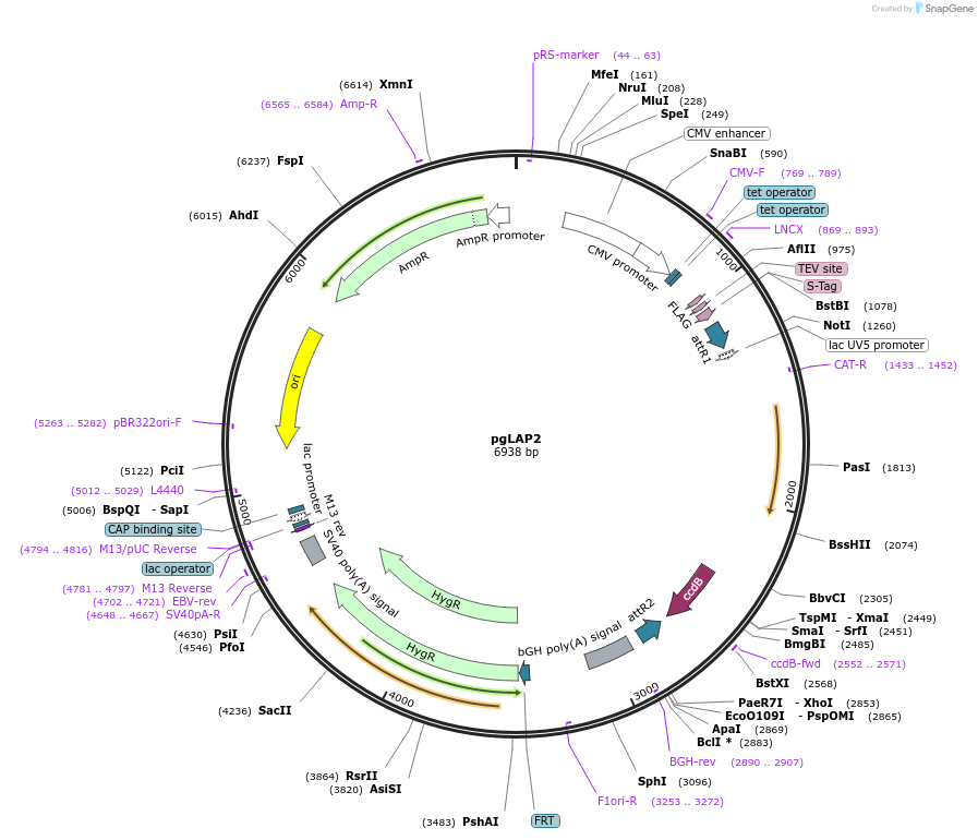 19703-plasmid-map-sequence-id-9331