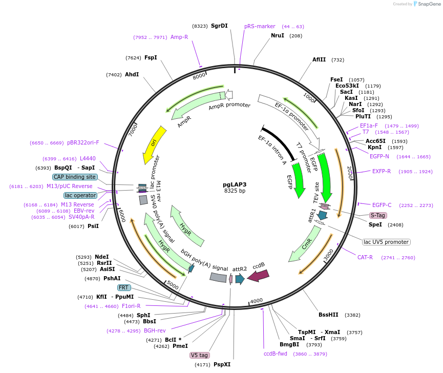 19704-plasmid-map-sequence-id-9332