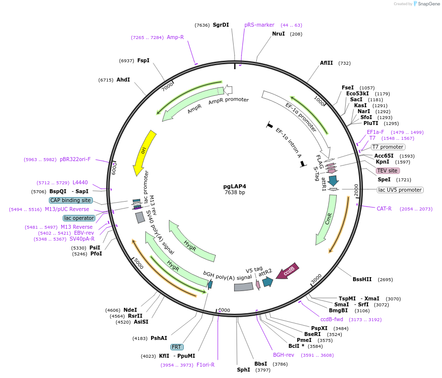 19705-plasmid-map-sequence-id-9333