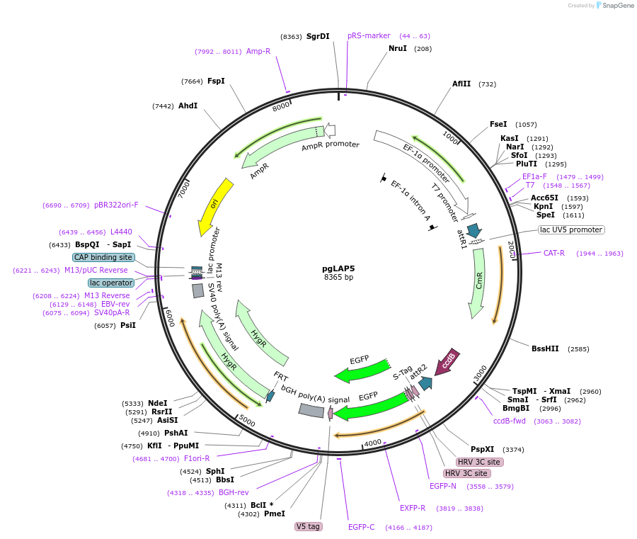 19706-plasmid-map-sequence-id-9334