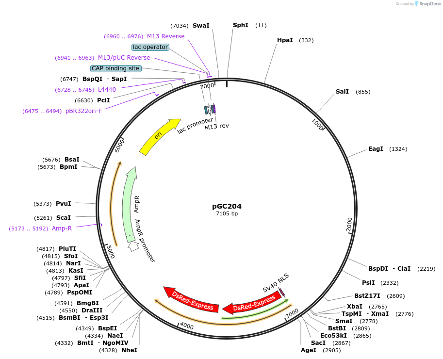 19709-plasmid-map-sequence-id-9337