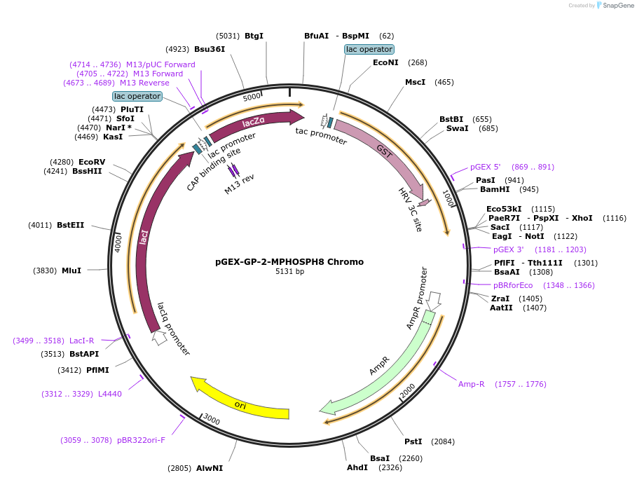 59694-plasmid-map-sequence-id-93436