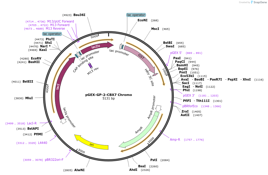 59695-plasmid-map-sequence-id-93438
