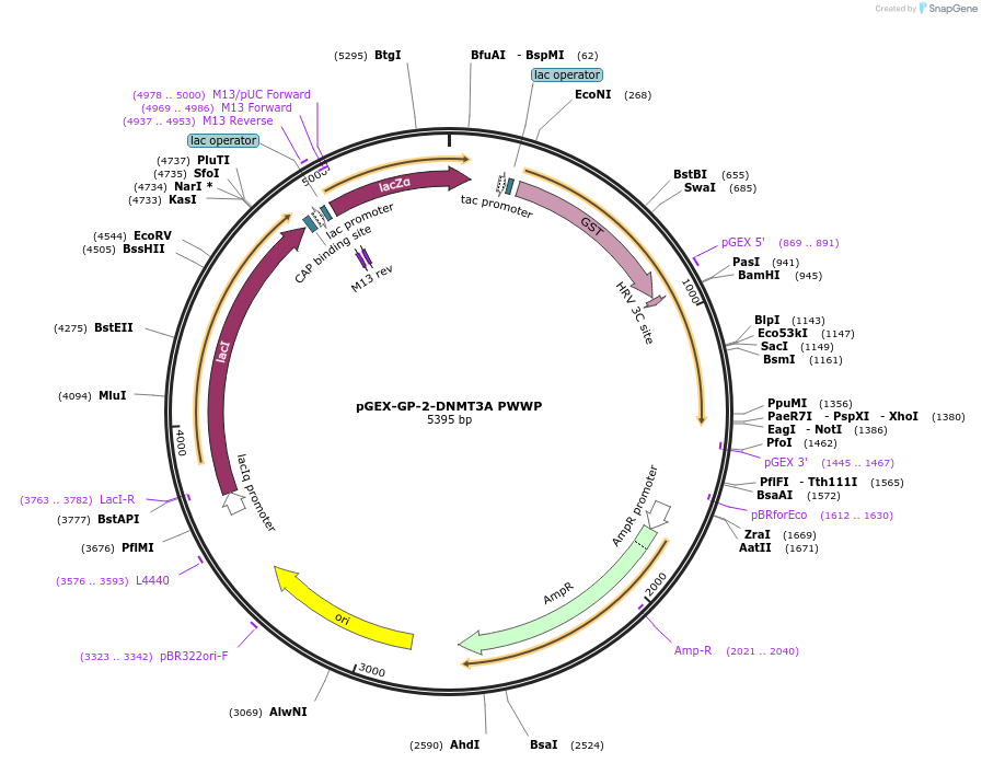 59696-plasmid-map-sequence-id-93440
