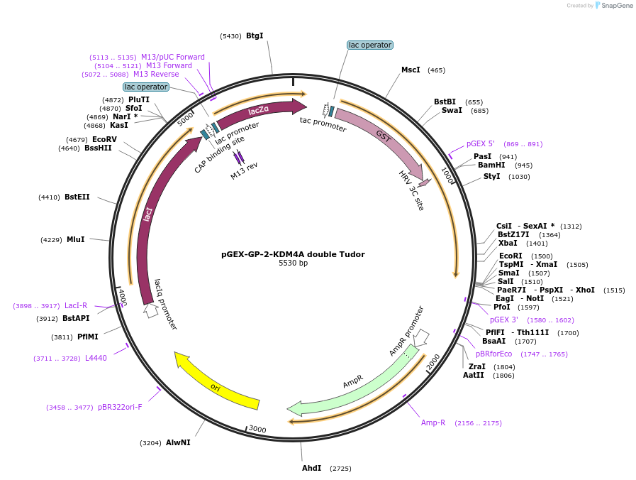 59699-plasmid-map-sequence-id-93446